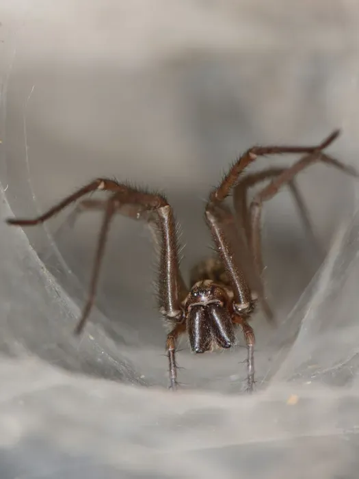 Framed Print : Female House spider (Tegenaria sp. ) at the mouth of her tubular silk retreat in an old stone wall Framed Print : Female House spider (Tegenaria sp. ) at the mouth of her tubular silk retreat in an old stone wall