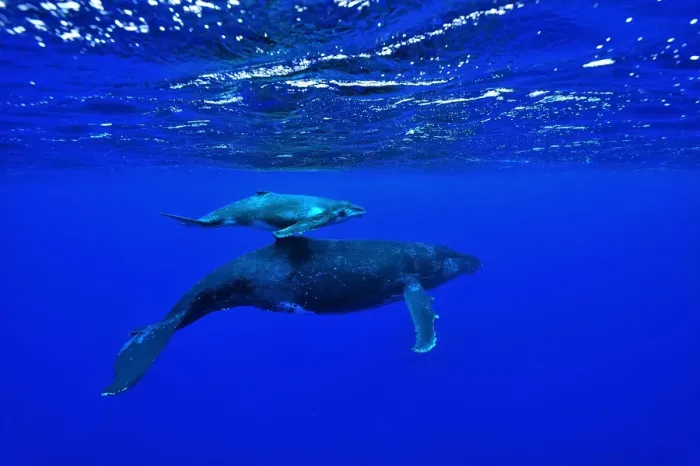 Framed Print : Female humpback whale (Megaptera novaeangliae) with its very young calf at the surface Framed Print : Female humpback whale (Megaptera novaeangliae) with its very young calf at the surface