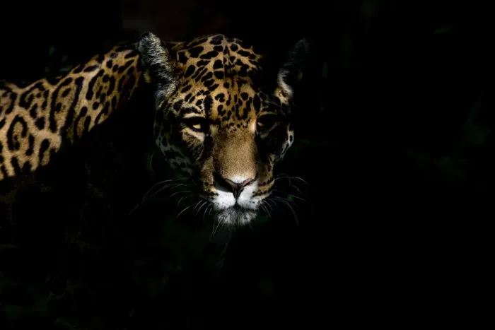 Framed Print : Female Jaguar (Panthera onca), captive, occurs in Southern and Central America Framed Print : Female Jaguar (Panthera onca), captive, occurs in Southern and Central America