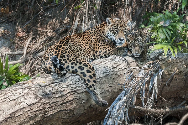 Female Jaguar (Panthera onca palustris) with cub (estimated age 5 months), resting
