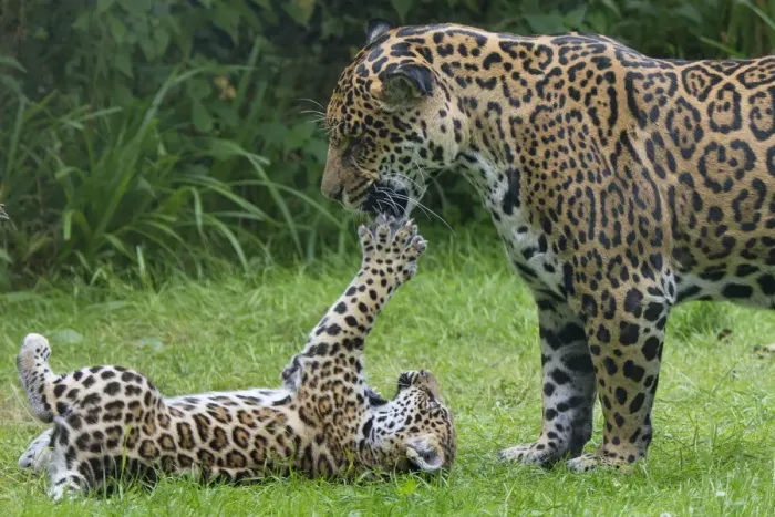 Framed Print : Female Jaguar (Panthera onca) playing with her cub, captive, occurs in Southern Framed Print : Female Jaguar (Panthera onca) playing with her cub, captive, occurs in Southern