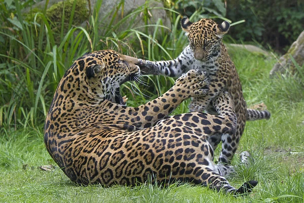 Female Jaguar (Panthera onca) playing with her cub, captive, occurs in Southern