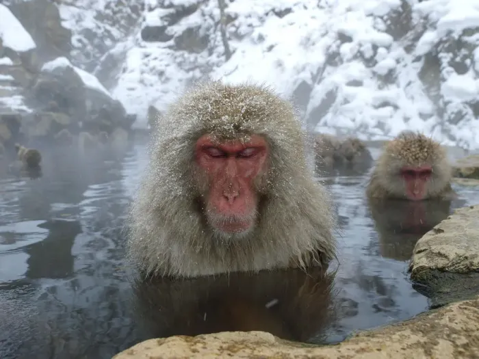 Framed Print : Female Japanese macaques (Macaca fuscata) in a hot spring to keep warm, only females Framed Print : Female Japanese macaques (Macaca fuscata) in a hot spring to keep warm, only females