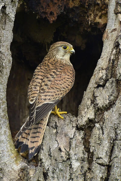 Female Kestrel (Falco tinnunculus) perched in the entrance to a nest hole in an old tree