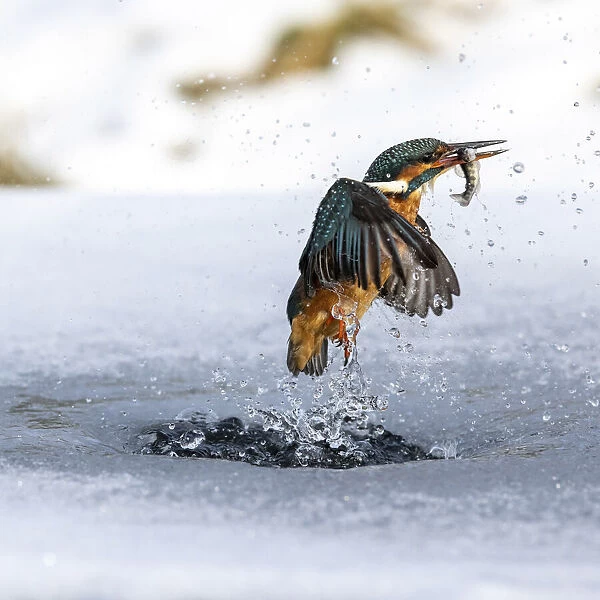 A female kingfisher (Alcedo atthis) fishing through an ice hole in winter, emerging with prey in beak. Leeds, Yorkshire, UK. January