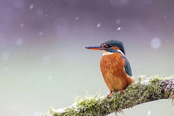 A female kingfisher (Alcedo atthis) perched on a branch in snow. Leeds, Yorkshire, UK. January