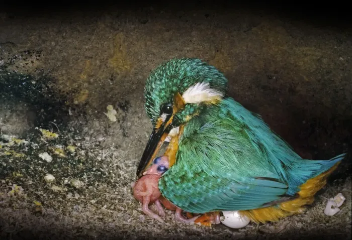 Framed Print : Female Kingfisher (Alcedo atthis) covering chicks, aged one day, with her wings in an artificial nest, Italy