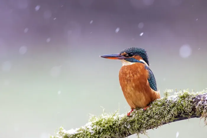 Framed Print : A female kingfisher (Alcedo atthis) perched on a branch in snow. Leeds, Yorkshire, UK. January Framed Print : A female kingfisher (Alcedo atthis) perched on a branch in snow. Leeds, Yorkshire, UK. January