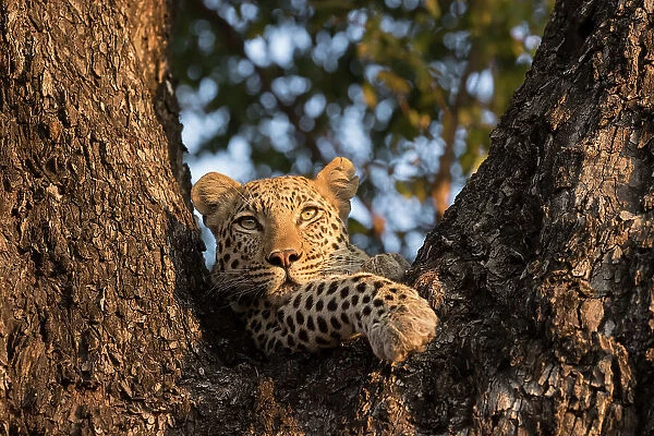 Female Leopard (Panthera pardus), aged five years, staring from tree hide. Okavango Delta, Botswana