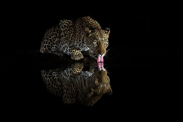 Female leopard (Panthera pardus) drinking at night, Zimanga private game reserve, KwaZulu-Natal, South Africa