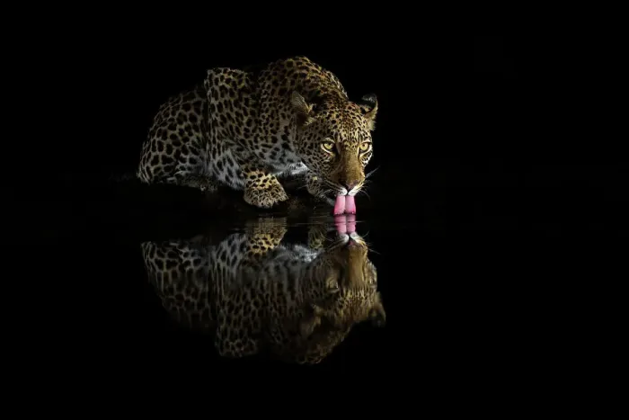 Framed Print : Female leopard (Panthera pardus) drinking at night, Zimanga private game reserve, KwaZulu-Natal, South Africa