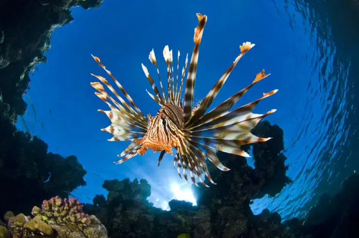 Framed Print : Female Lionfish (Pterois volitans) on coral reef. Jackfish Alley Framed Print : Female Lionfish (Pterois volitans) on coral reef. Jackfish Alley