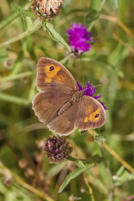Framed Print : Female Meadow brown butterfly (Maniola jurtina) feeding on thistle, Lewisham, London, UK, August Framed Print : Female Meadow brown butterfly (Maniola jurtina) feeding on thistle, Lewisham, London, UK, August
