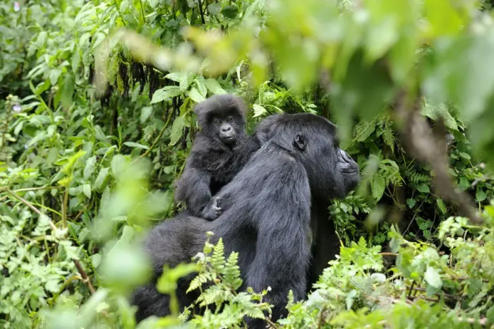 Framed Print : Female Mountain gorilla (Gorilla beringei) carrying baby on her back, Volcanoes National Park Framed Print : Female Mountain gorilla (Gorilla beringei) carrying baby on her back, Volcanoes National Park