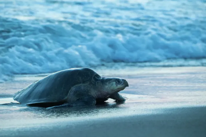 Framed Print : Female Olive ridley turtle (Lepidochelys olivacea) coming ashore at dusk to lay eggs, Oaxaca, Mexico, Pacific Ocean Framed Print : Female Olive ridley turtle (Lepidochelys olivacea) coming ashore at dusk to lay eggs, Oaxaca, Mexico, Pacific Ocean