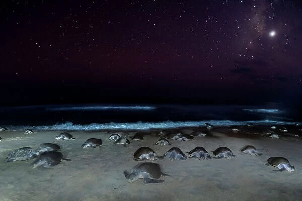 Female Olive ridley turtles (Lepidochelys olivacea) coming ashore at night in large numbers to lay eggs during arribada mass nesting, Oaxaca, Mexico