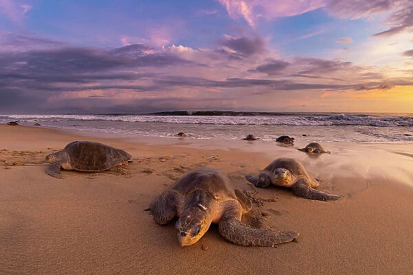 Female Olive ridley turtles (Lepidochelys olivacea) coming ashore to nest while others leaves, at sunrise, during massive arribada. Playa Escobilla Sanctuary, Oaxaca, Mexico. Pacific Ocean