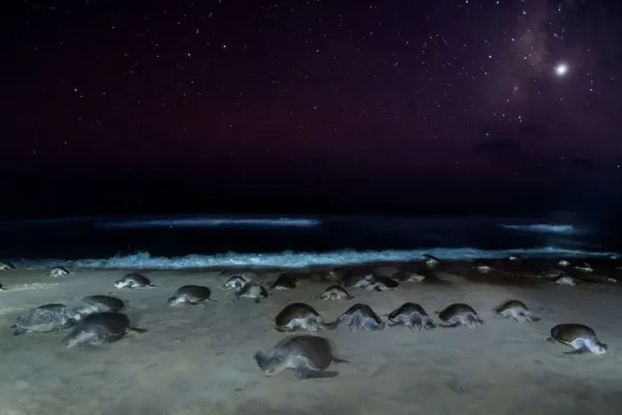 Framed Print : Female Olive ridley turtles (Lepidochelys olivacea) coming ashore at night in large numbers to lay eggs during arribada mass nesting, Oaxaca, Mexico Framed Print : Female Olive ridley turtles (Lepidochelys olivacea) coming ashore at night in large numbers to lay eggs during arribada mass nesting, Oaxaca, Mexico