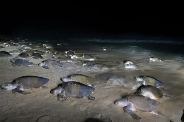 Framed Print : Female Olive ridley turtles (Lepidochelys olivacea) coming ashore at night in large numbers to lay eggs during arribada mass nesting, Oaxaca, Mexico Framed Print : Female Olive ridley turtles (Lepidochelys olivacea) coming ashore at night in large numbers to lay eggs during arribada mass nesting, Oaxaca, Mexico
