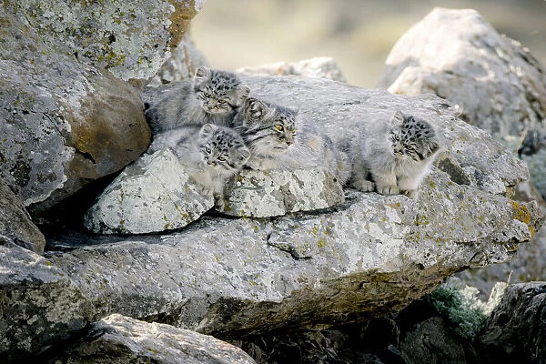 Female Pallass cat (Otocolobus manul) with three kittens at their den site, Mongolia