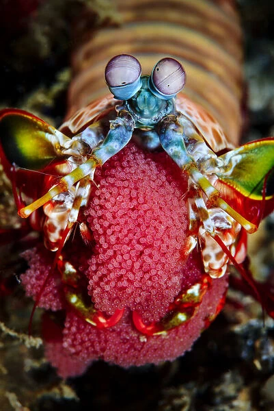 Female Peacock-mantis shrimp (Odontodactylus scyllarus) carrying her eggs, Raja Ampat, West Papua, Indonesia, Pacific Ocean