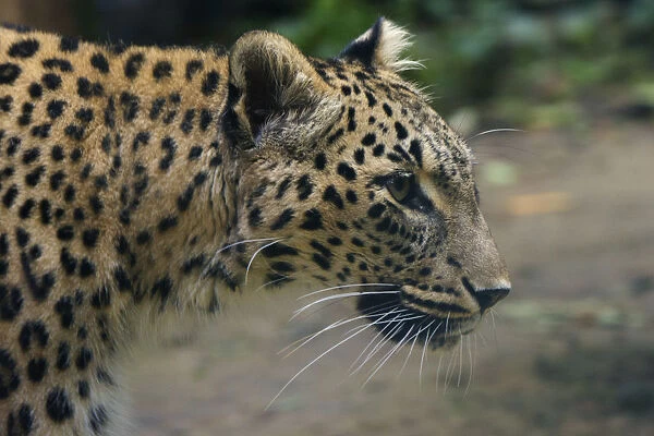 Female Persian leopard (Panthera pardus saxicolor), captive, occurs in the Caucasus