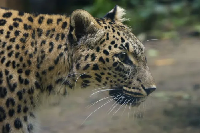 Framed Print : Female Persian leopard (Panthera pardus saxicolor), captive, occurs in the Caucasus Framed Print : Female Persian leopard (Panthera pardus saxicolor), captive, occurs in the Caucasus