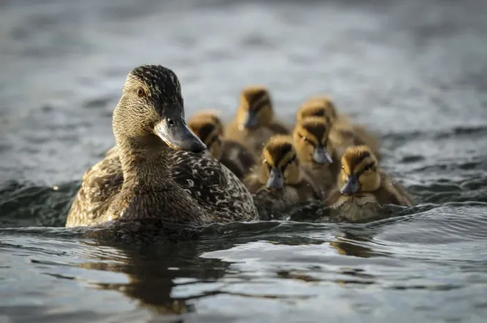 Framed Print : Female Pintail (Anas acuta) with chicks, Katmai National Park and Preserve, Alaska Framed Print : Female Pintail (Anas acuta) with chicks, Katmai National Park and Preserve, Alaska