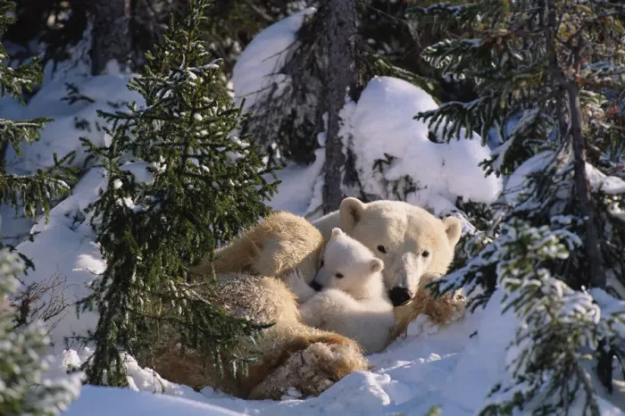 Framed Print : Female Polar bear with very small cubs {Ursus maritimus} Canada Framed Print : Female Polar bear with very small cubs {Ursus maritimus} Canada