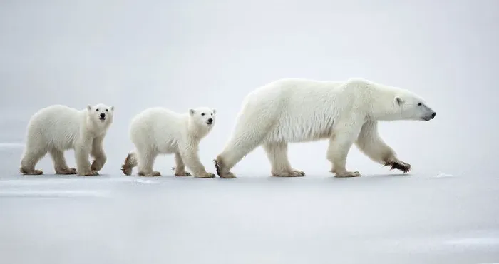 Framed Print : Female polar bear (Ursus maritimus) with two cubs walking in a line across snow, Churchill, Canada. November Framed Print : Female polar bear (Ursus maritimus) with two cubs walking in a line across snow, Churchill, Canada. November