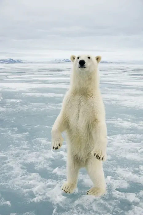 Framed Print : Female Polar bear (Ursus maritimus) curiously checks out the photographer, standing Framed Print : Female Polar bear (Ursus maritimus) curiously checks out the photographer, standing
