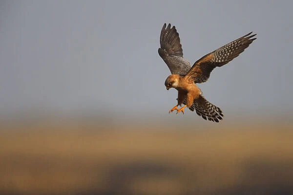 Female Red footed falcon (Falco vespertinus) hunting, Bagerova Steppe, Kerch Peninsula