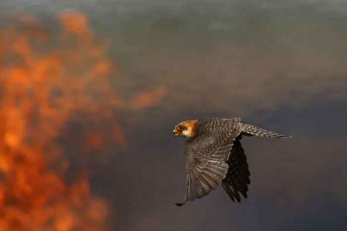 Framed Print : Female Red footed falcon (Falco vespertinus) hunting over burning steppe fields, Bagerova Steppe Framed Print : Female Red footed falcon (Falco vespertinus) hunting over burning steppe fields, Bagerova Steppe