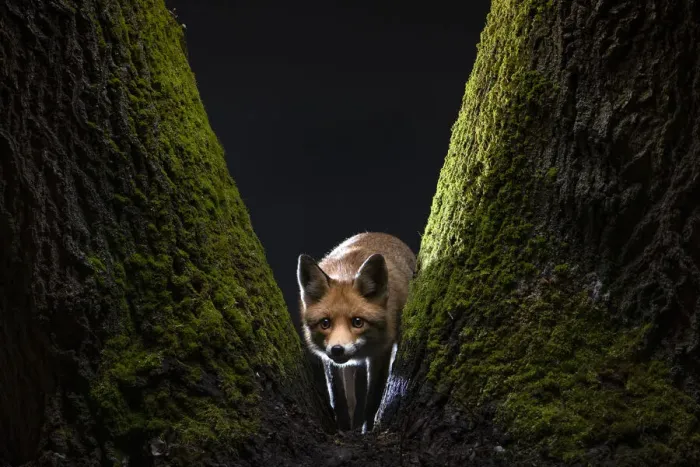 Framed Print : Female Red fox (Vulpes vulpes) cautiously staring at the camera from the base of a moss-covered tree, Hungary. January Framed Print : Female Red fox (Vulpes vulpes) cautiously staring at the camera from the base of a moss-covered tree, Hungary. January