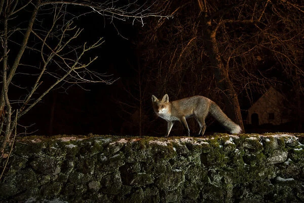 Female Red fox (Vulpes vulpes) observing the yard from the top of the old stone wall, trying to determine whether it is safe to enter, Hungary. January