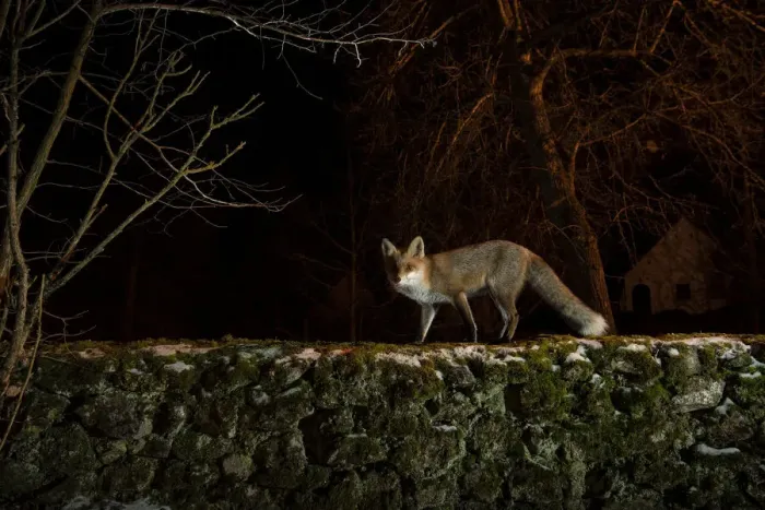 Framed Print : Female Red fox (Vulpes vulpes) observing the yard from the top of the old stone wall, trying to determine whether it is safe to enter, Hungary. January Framed Print : Female Red fox (Vulpes vulpes) observing the yard from the top of the old stone wall, trying to determine whether it is safe to enter, Hungary. January