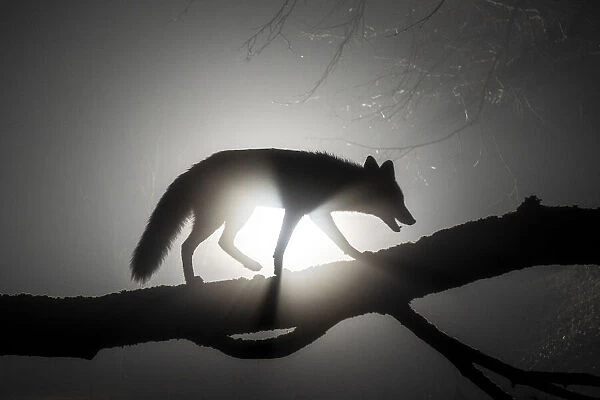 Female Red fox (Vulpes vulpes) walking along tree trunk in heavy fog at night. Light source behind the subject creates dramatic, volumetric lighting, Hungary, January