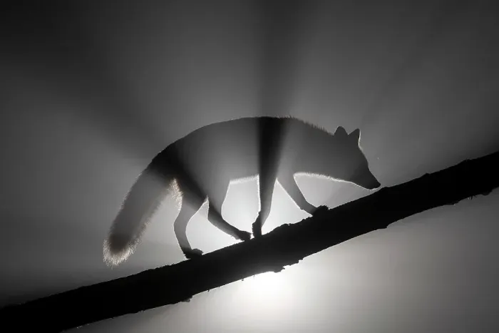 Framed Print : Female Red fox (Vulpes vulpes) walking along tree trunk in heavy fog at night. Light source behind the subject creates dramatic volumetric lighting. Vertes Mountains, Hungary Framed Print : Female Red fox (Vulpes vulpes) walking along tree trunk in heavy fog at night. Light source behind the subject creates dramatic volumetric lighting. Vertes Mountains, Hungary