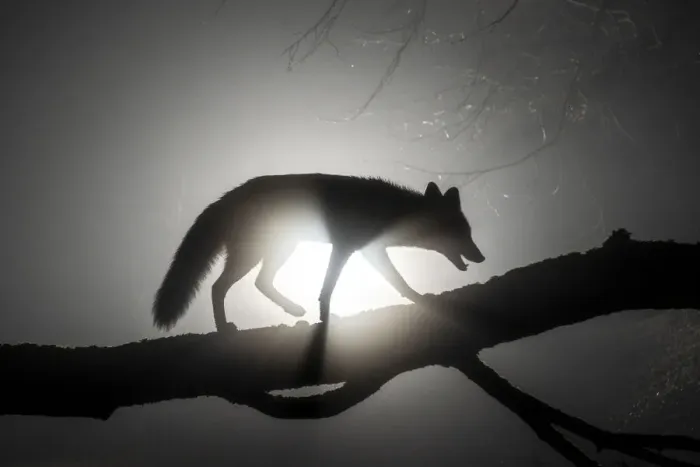Framed Print : Female Red fox (Vulpes vulpes) walking along tree trunk in heavy fog at night. Light source behind the subject creates dramatic, volumetric lighting, Hungary, January Framed Print : Female Red fox (Vulpes vulpes) walking along tree trunk in heavy fog at night. Light source behind the subject creates dramatic, volumetric lighting, Hungary, January