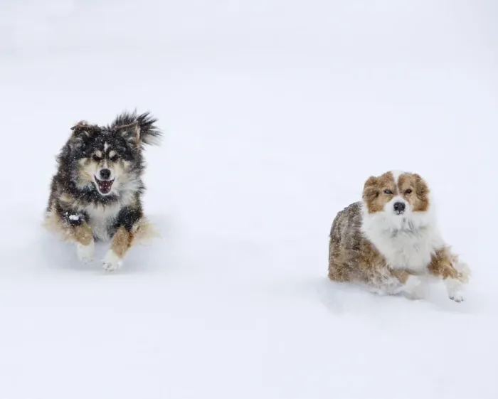 Framed Print : Female Red Merle and Red Tricolor Australian Shepherd dogs running in snow, Longmont Framed Print : Female Red Merle and Red Tricolor Australian Shepherd dogs running in snow, Longmont