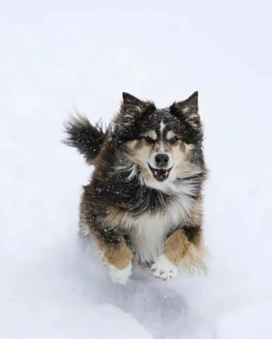 Framed Print : Female red tricolor Australian shepherd dog running in snow, Longmont, Colorado, USA Framed Print : Female red tricolor Australian shepherd dog running in snow, Longmont, Colorado, USA
