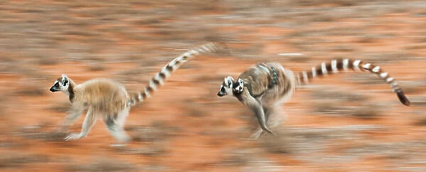 Two female Ring-tailed lemurs (Lemur catta) carrying infants (3-4 weeks) while running across open ground, Berenty Private Reserve, southern Madagascar. (digitally stitched image)