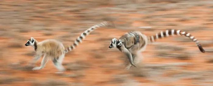 Framed Print : Two female Ring-tailed lemurs (Lemur catta) carrying infants (3-4 weeks) while running across open ground, Berenty Private Reserve, southern Madagascar. (digitally stitched image) Framed Print : Two female Ring-tailed lemurs (Lemur catta) carrying infants (3-4 weeks) while running across open ground, Berenty Private Reserve, southern Madagascar. (digitally stitched image)