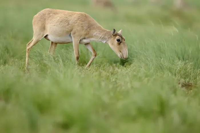 Framed Print : Female Saiga antelope (Saiga tatarica) grazing, Cherniye Zemli (Black Earth) Nature Reserve Framed Print : Female Saiga antelope (Saiga tatarica) grazing, Cherniye Zemli (Black Earth) Nature Reserve