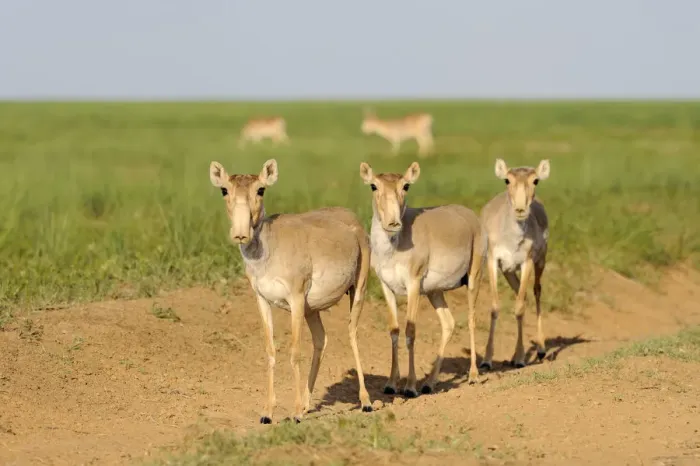 Framed Print : Three female Saiga antelopes (Saiga tatarica) Cherniye Zemli (Black Earth) Nature Reserve Framed Print : Three female Saiga antelopes (Saiga tatarica) Cherniye Zemli (Black Earth) Nature Reserve