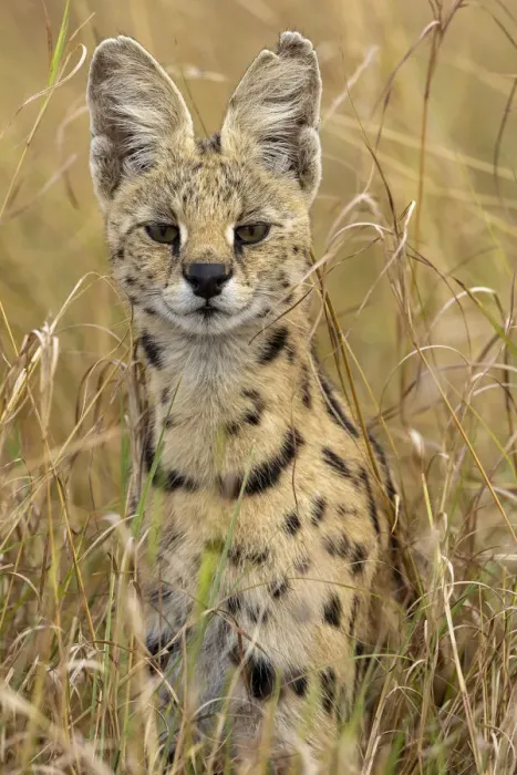 Framed Print : Female Serval (Leptailurus serval) portrait. Masai Mara national reserve, Kenya, East Africa Framed Print : Female Serval (Leptailurus serval) portrait. Masai Mara national reserve, Kenya, East Africa