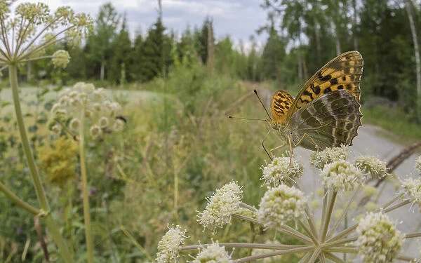Female Silver-washed fritillary butterfly (Argynnis paphia) nectaring on Wild angelica (Angelica sylvestris), Finland. July