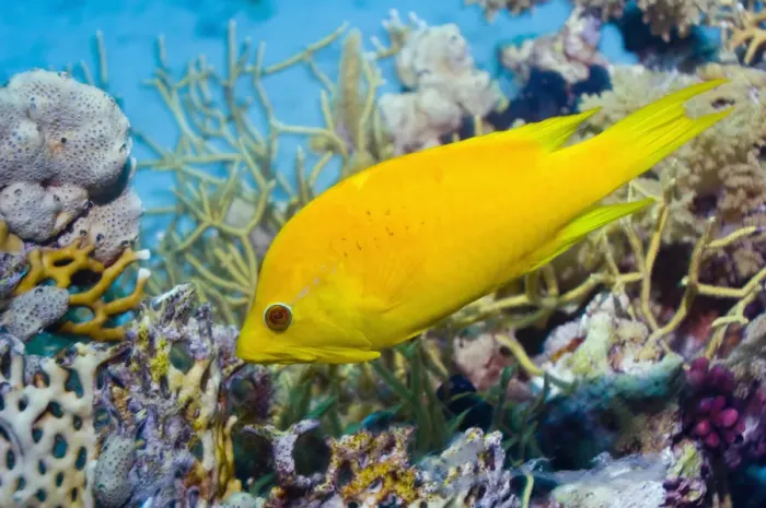 Framed Print : Female Slingjaw wrasse {Epibulus insidiator} amongst coral, Red Sea, Egypt