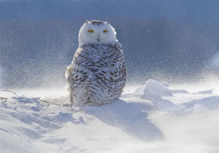 Framed Print : Female Snowy owl (Nyctea scandiaca) backlit surrounded by blowing snow, near Georgian Bay Framed Print : Female Snowy owl (Nyctea scandiaca) backlit surrounded by blowing snow, near Georgian Bay