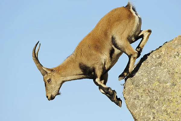 Female Spanish  /  Iberian ibex (Capra pyrenaica) jumping from rock, Gredos mountains